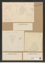 Diatomeae indet. Zeichnungen Sammlung Grunow Nr. 8480 (NHMW-BOT-W0377938)